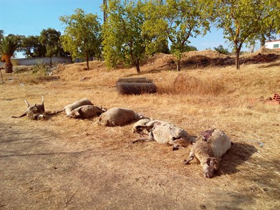 Ovelhas atacadas 01.jpg